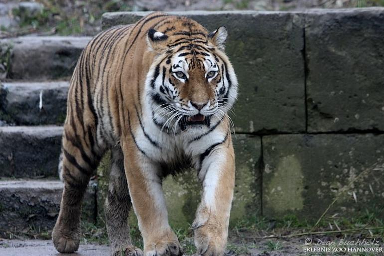 Erlebnis-Zoo_Hannover_14
