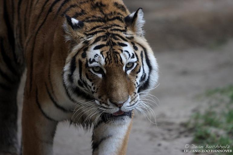 Erlebnis-Zoo_Hannover_15