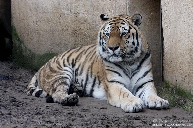 Erlebnis-Zoo_Hannover_16