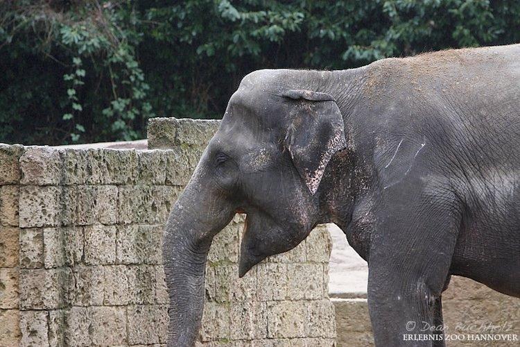 Erlebnis-Zoo_Hannover_17