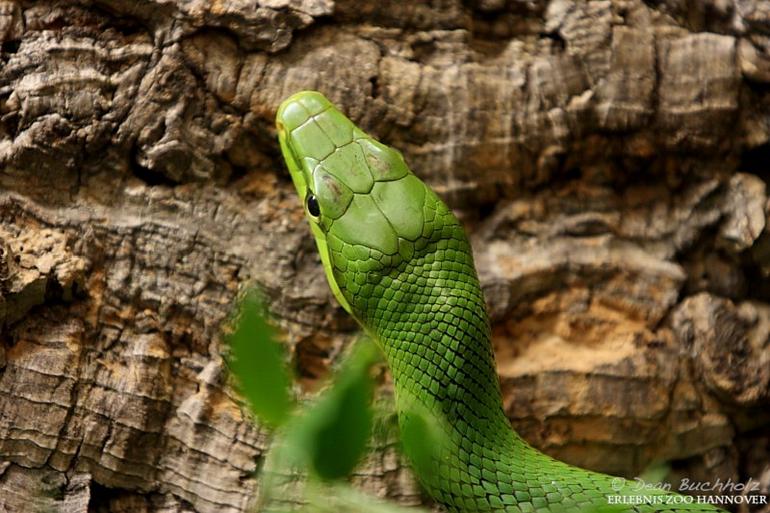 Erlebnis-Zoo_Hannover_20