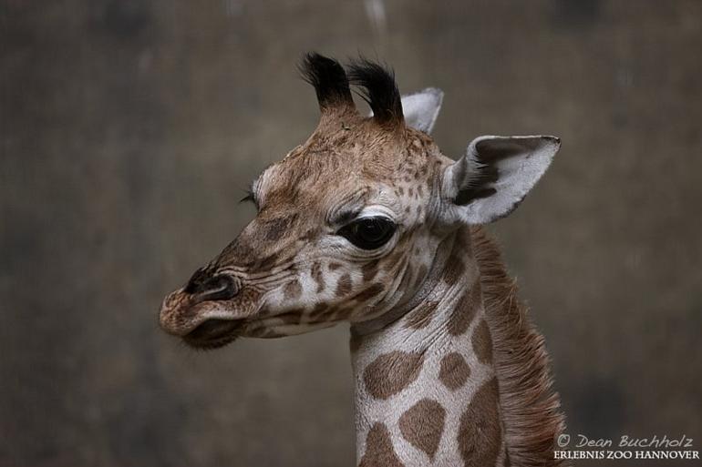 Erlebnis-Zoo_Hannover_22