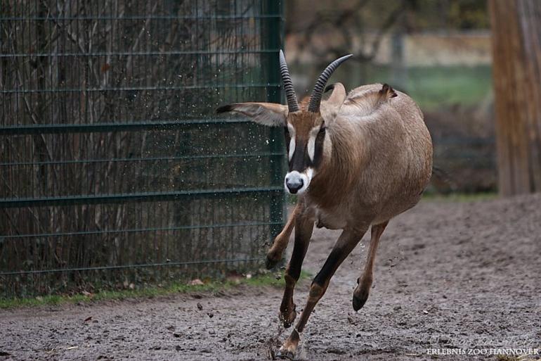 Erlebnis-Zoo_Hannover_23