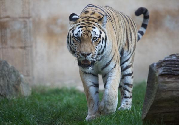 Zoo-Hannover_03.10.2011