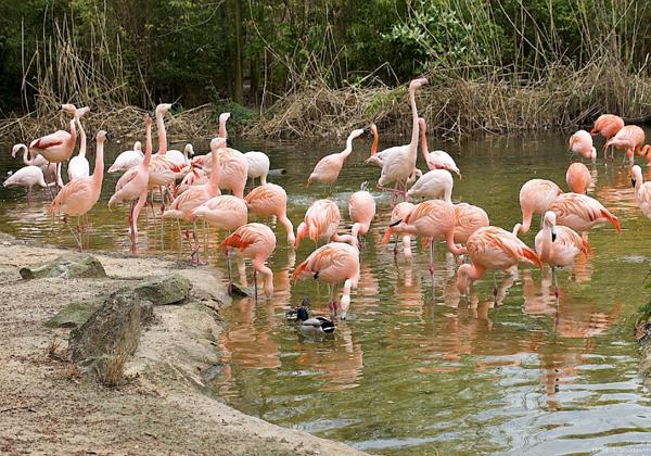 Zoo-Hannover_16.04.2011