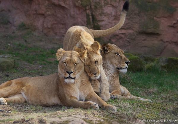 Zoo-Hannover_24.03.2012