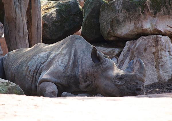 Zoo-Hannover_28.07.2013