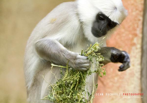 Zoo-Hannover_16.01.2014
