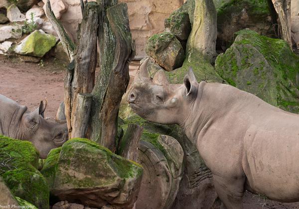 Zoo-Hannover_25.12.2014