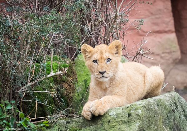 Zoo-Hannover_29.11.2014