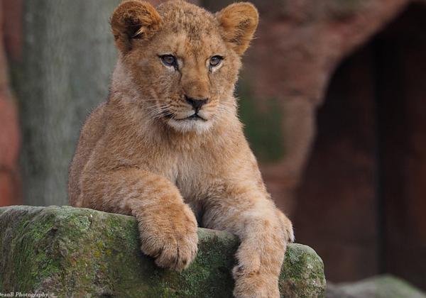 Zoo-Hannover_02.01.2015