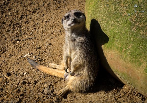 Zoo-Hannover_02.03.2015