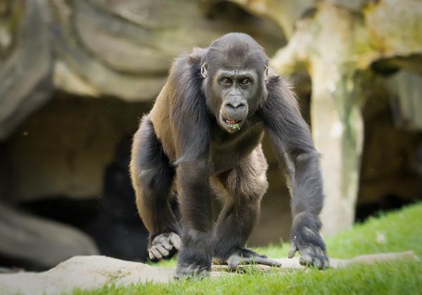 Zoo-Hannover_09.05.2015