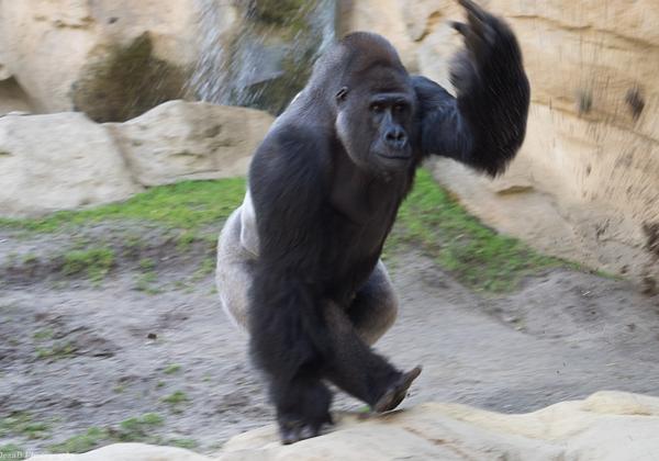 Zoo-Hannover_10.04.2015