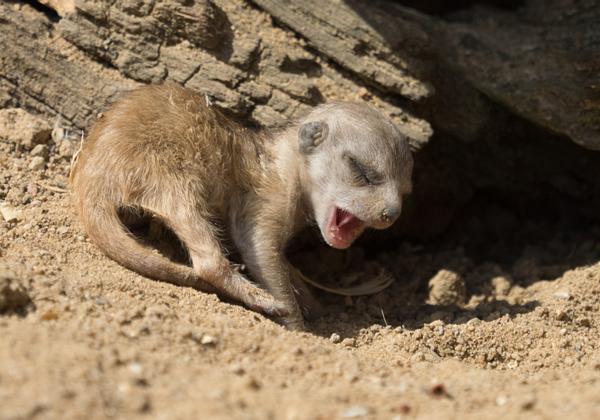 Zoo-Hannover_12.06.2015