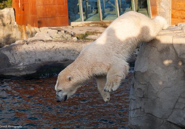 Zoo-Hannover_13.12.2015