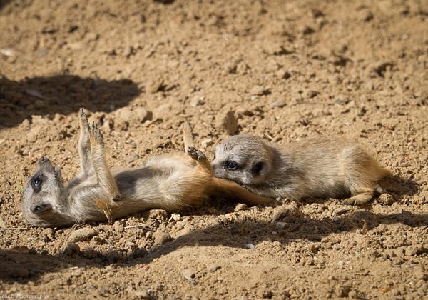 Zoo-Hannover_15.04.2015