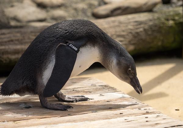 Zoo-Hannover_20.07.2015