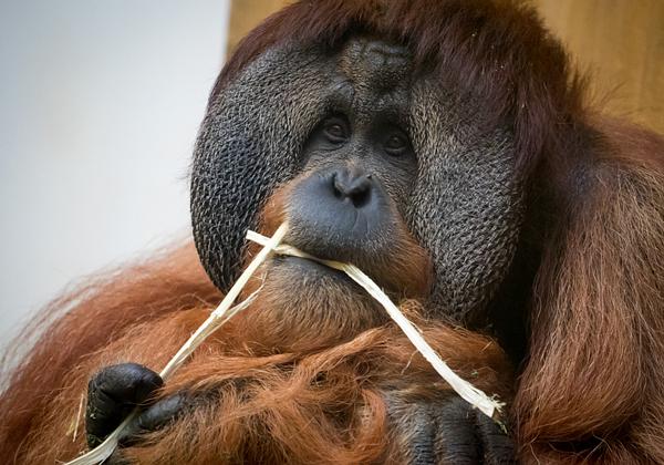 Zoo-Hannover_21.11.2015