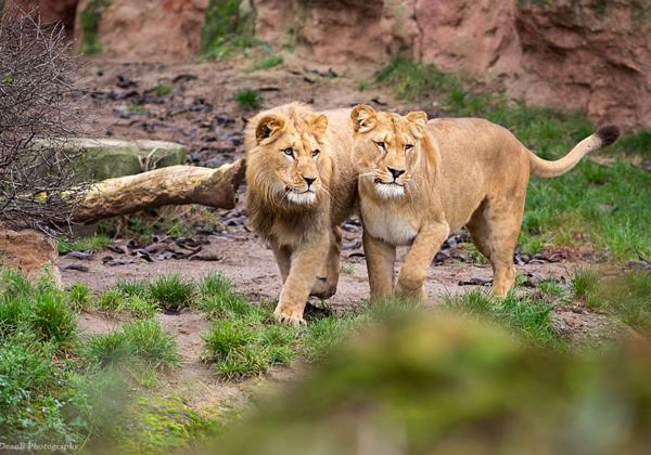 Zoo-Hannover_25.12.2015