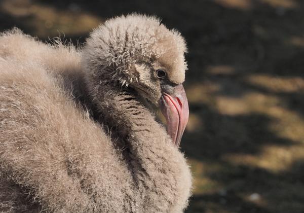 Zoo-Hannover_29.08.2015