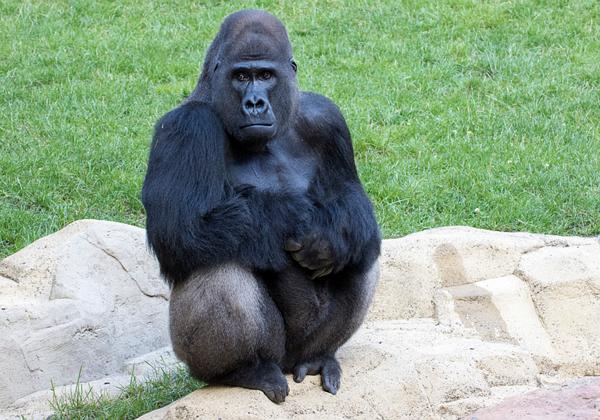 Zoo-Hannover_03.07.2016