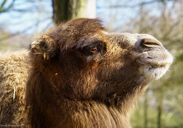 Zoo-Hannover_04.03.2016