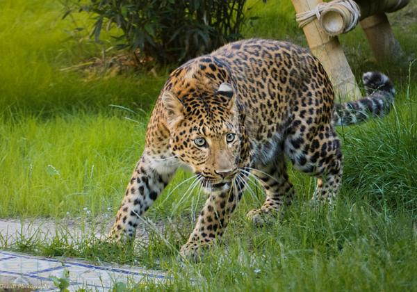 Zoo-Hannover_04.07.2016