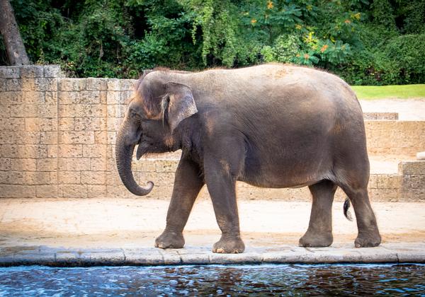Zoo-Hannover_04.09.2016