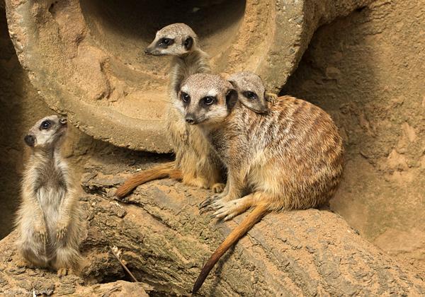 Zoo-Hannover_06.07.2016