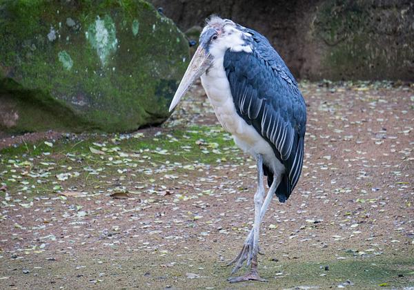 Zoo-Hannover_06.11.2016