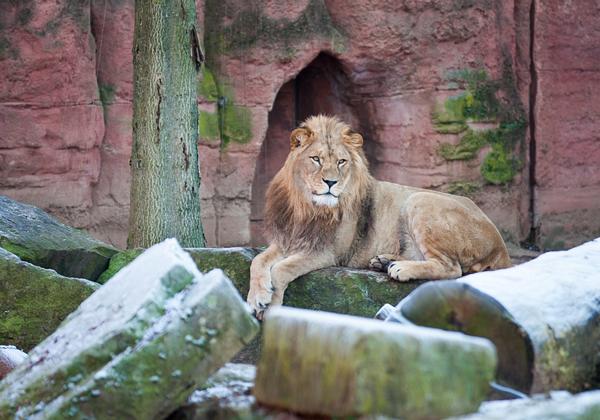 Zoo-Hannover_06.12.2016