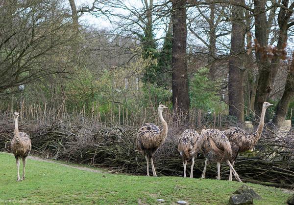 Zoo-Hannover_07.02.2016