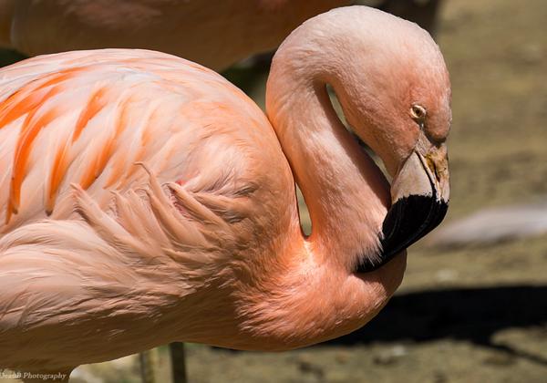 Zoo-Hannover_07.07.2016