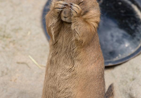 Zoo-Hannover_07.08.2016
