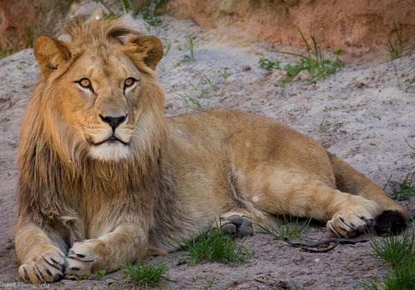 Zoo-Hannover_08.05.2016