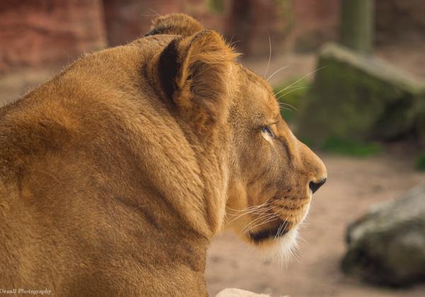 Zoo-Hannover_09.04.2016