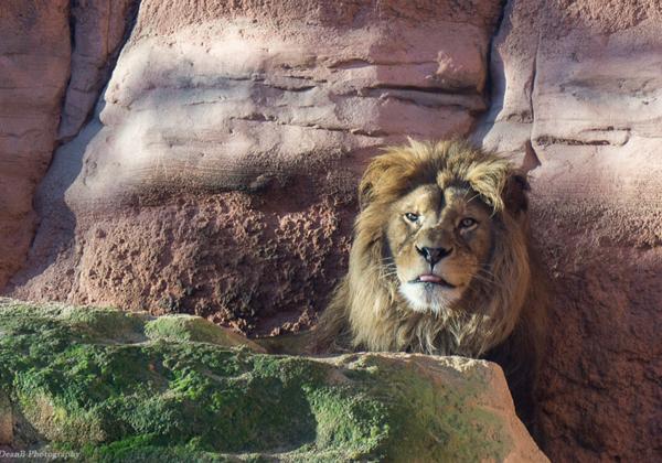Zoo-Hannover_10.01.2016