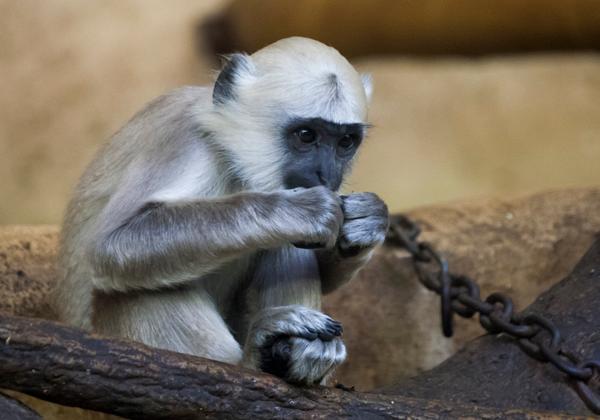 Zoo-Hannover_02.04.2017