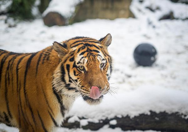 Zoo-Hannover_03.12.2017