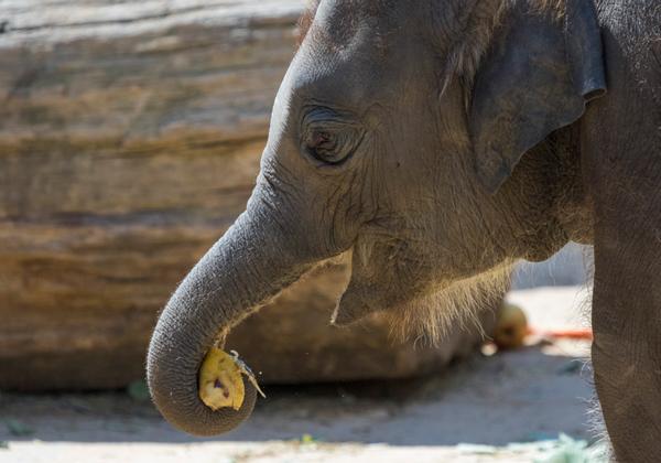 Zoo-Hannover_04.07.2017