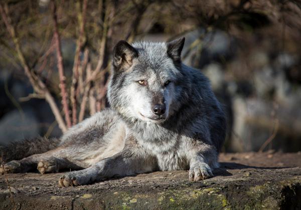 Zoo-Hannover_05.01.2017