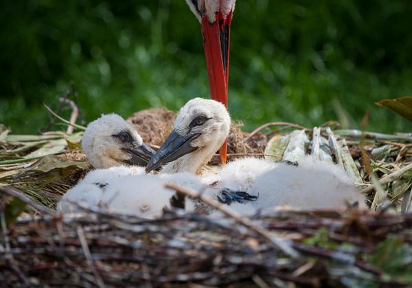 Zoo-Hannover_05.06.2017