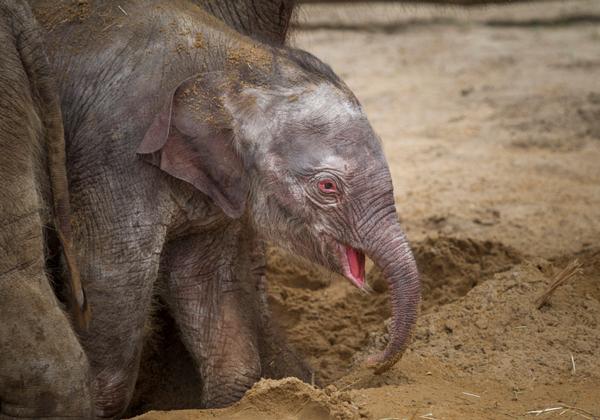 Zoo-Hannover_07.05.2017