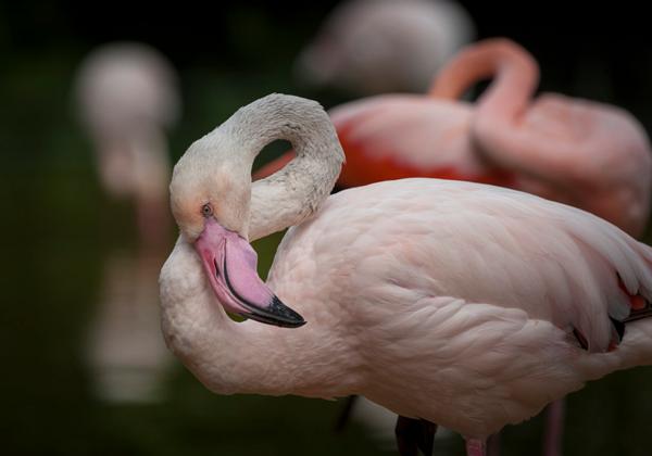 Zoo-Hannover_10.06.2017