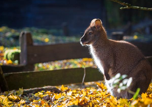 Zoo-Hannover_11.11.2017