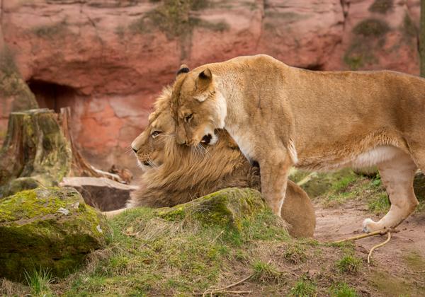 Zoo-Hannover_12.03.2017