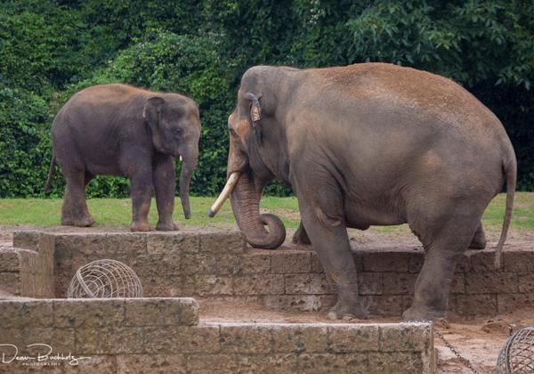 Zoo-Hannover_12.08.2017