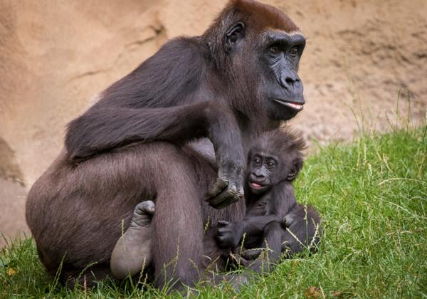 Zoo-Hannover_13.07.2017