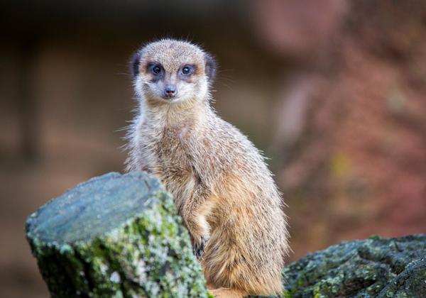 Zoo-Hannover_14.01.2017